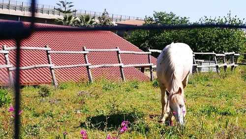 Horse on field against trees