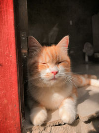 Close-up of a cat looking away