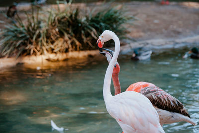 View of white and pink flamingoes in lake