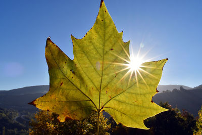 Close-up of yellow maple leaf against clear blue sky