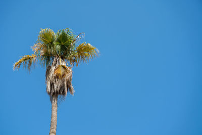 Low angle view of coconut palm tree against blue sky