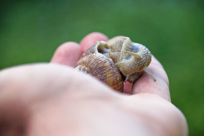 Cropped hand holding snail