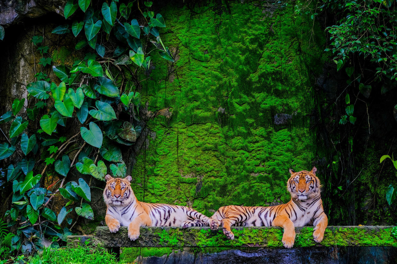 VIEW OF A CAT RELAXING ON PLANT