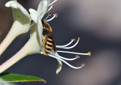 Close-up of butterfly pollinating on flower