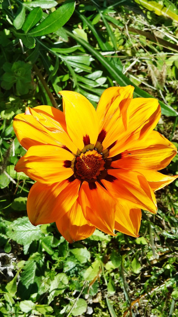 flower, petal, freshness, flower head, fragility, growth, yellow, beauty in nature, blooming, pollen, single flower, plant, close-up, nature, orange color, leaf, in bloom, focus on foreground, stamen, high angle view