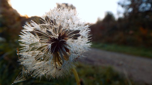 Close-up of flower