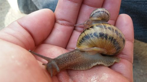 Close-up of hand holding turtle