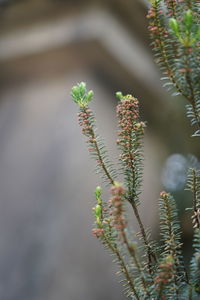 Close-up of flowering plant