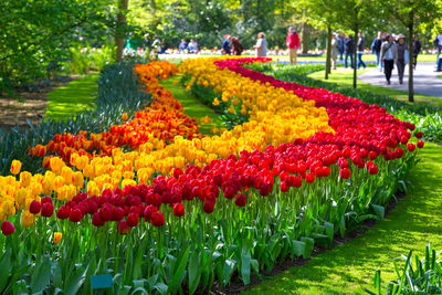 Red tulips in park