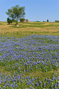 Scenic view of flowering plants on field against sky