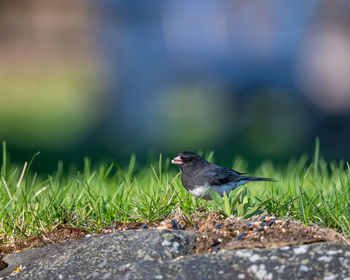 Bird perching on a field