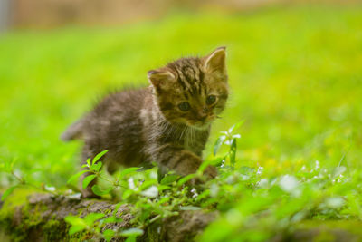 Portrait of kitten on a field