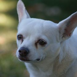 Close-up of chihuahua