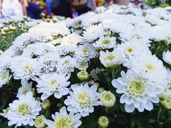 Close-up of white daisy flowers