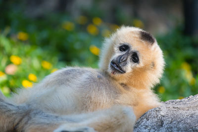 Close-up of monkey on rock
