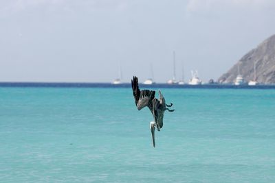 Pelican diving into sea against sky