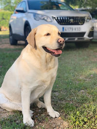 Dog looking away in car