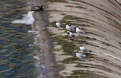 High angle view of ducks swimming on lake