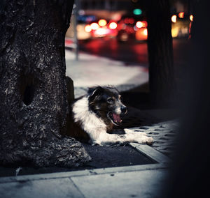 Dog looking at camera at night