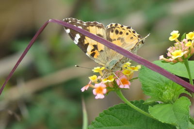 Close-up of butterfly pollinating on flower