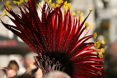 Close-up of red flower against blurred background