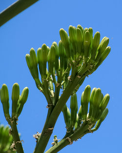 Low angle view of flowering plant against clear blue sky