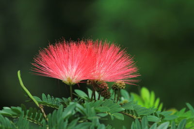 Close-up of pink flower