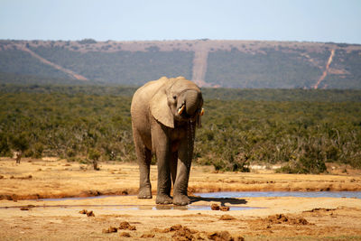 Elephant walking on landscape against sky