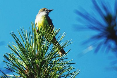 Low angle view of bird perching on pine tree against sky
