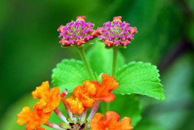 Close-up of flowering plant