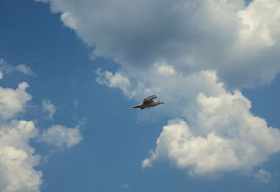 Low angle view of seagull flying in sky