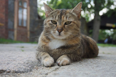 Close-up portrait of a cat