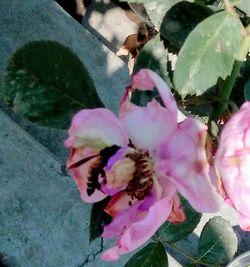 Close-up of pink flowers