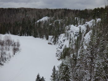 Pine trees in forest during winter