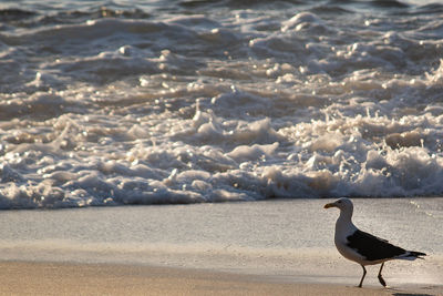 Side view of seagull on beach