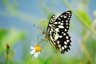 Close-up of butterfly on flower