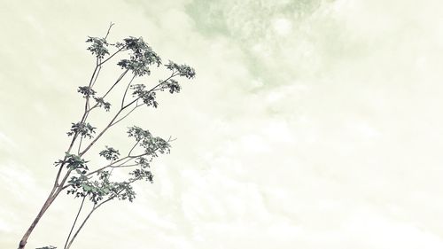 Low angle view of tree against sky