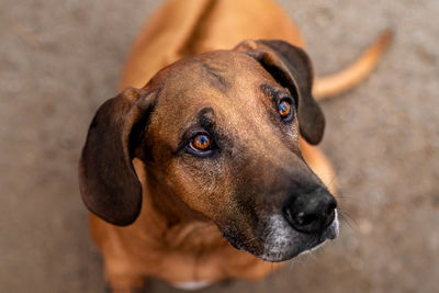 Close-up portrait of dog