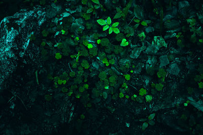 Full frame shot of plants