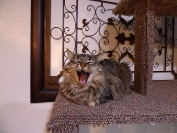 Cat yawning by scratch pole at home