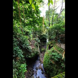 River flowing through forest