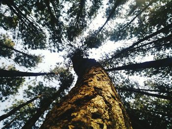 Low angle view of tree