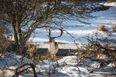 View of deer on snow covered field