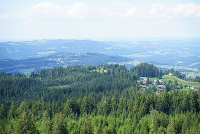 High angle view of pine trees against sky