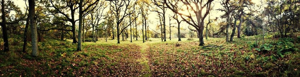 Trees in forest