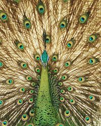 Close-up of peacock