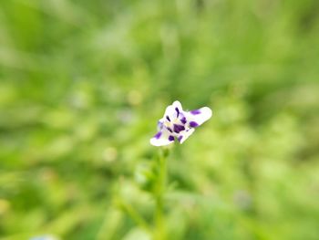 Close-up of flower against blurred background