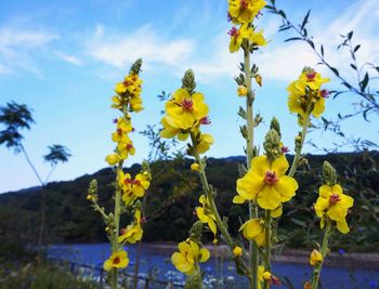 Low angle view of yellow flowers against sky