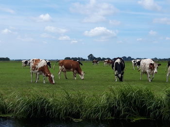 Cows on field against sky