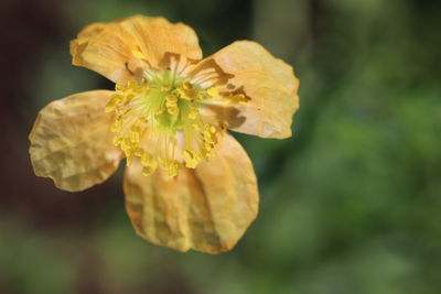 Close-up of yellow flowering plant